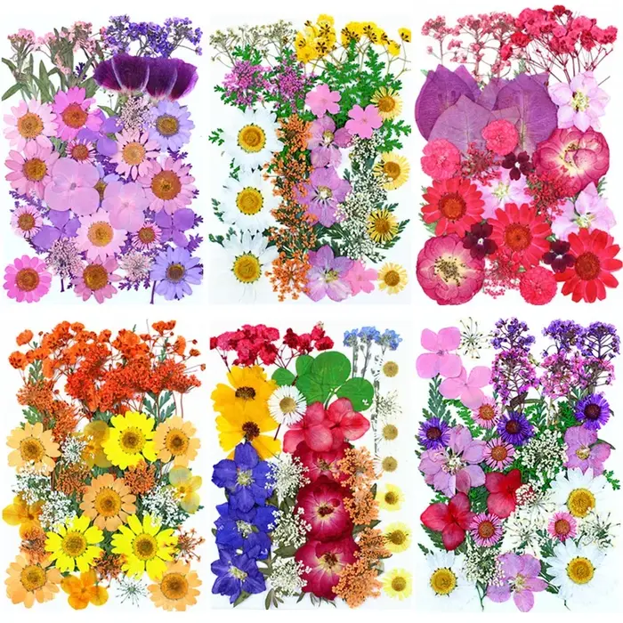 Fleurs pressées séchées