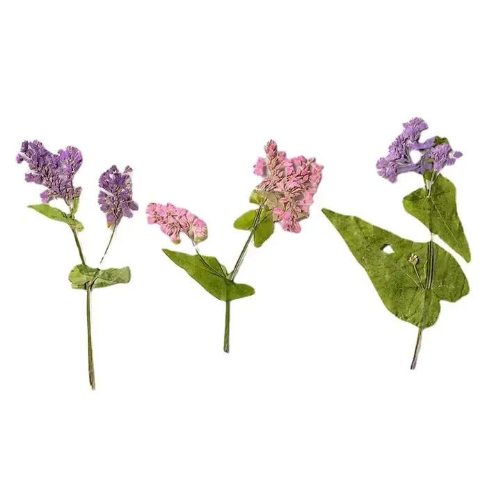 Fleur de sarrasin pressée