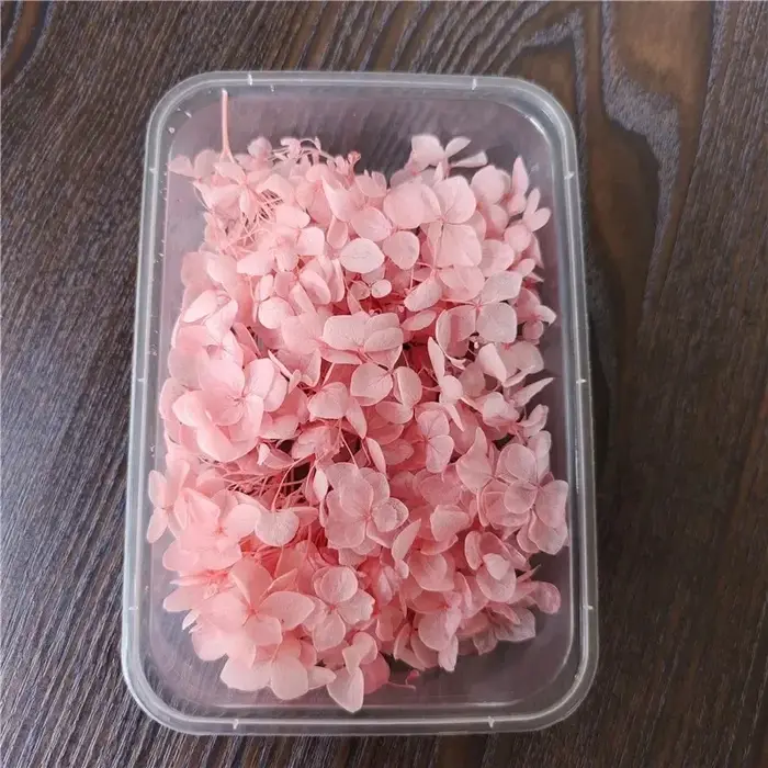Fleur éternelle d'hortensia Anna préservée sous cloche en verre