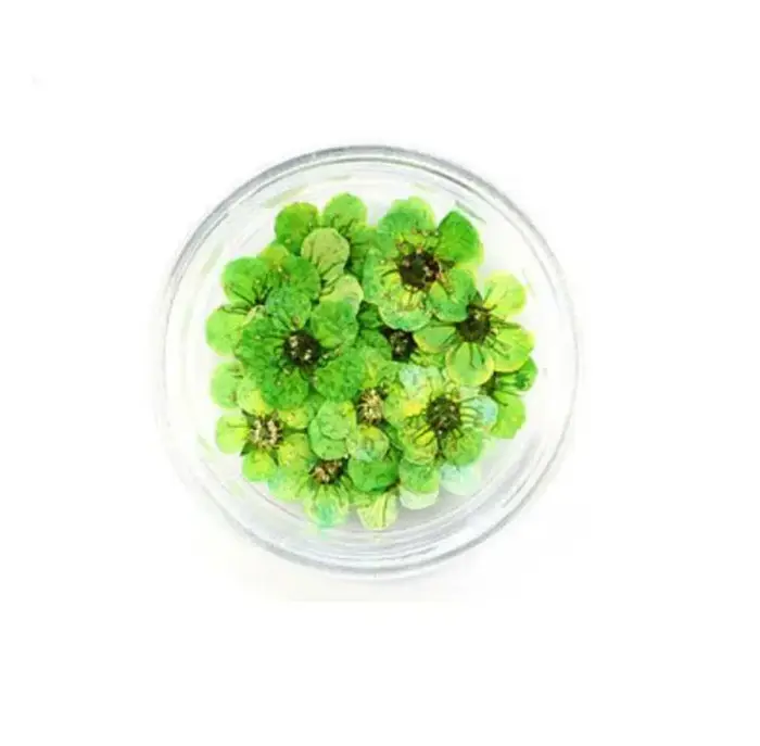 Mini PMurcia vaccé Narcisse Jonquilla Fleur Plante
