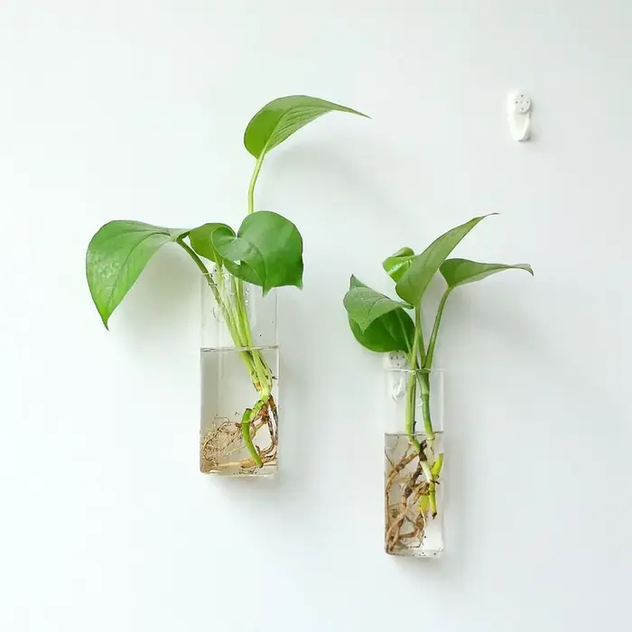 Plantes hydroponiques purifient la maison
