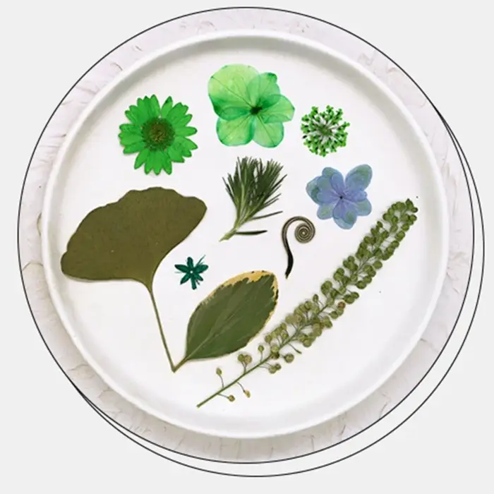 Fleurs séchées pressées pour résine