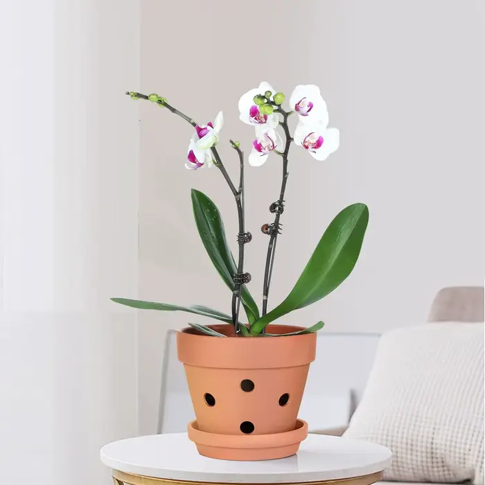 Pots d'orchidées en terre cuite de 4 pouces