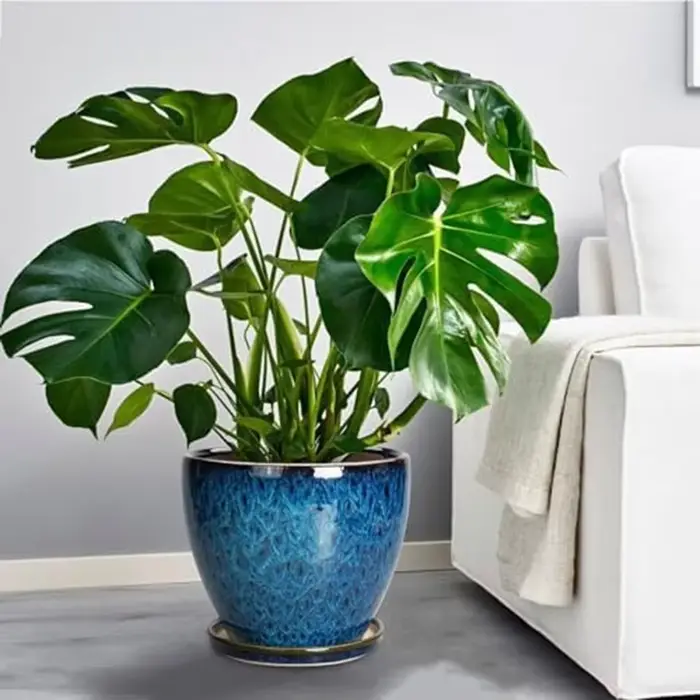 Plateau de Drainage Pot de fleur poubelle compacte comme Pot de plante ensemble de Pot