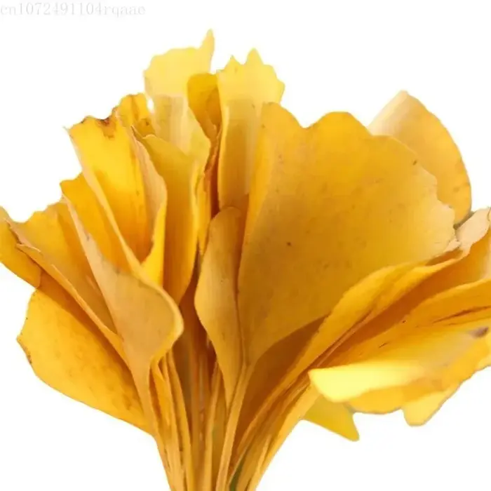 100/250/500g Feuilles de Ginkgo Biloba Séchées Naturelles Pour Remplissage de Vases