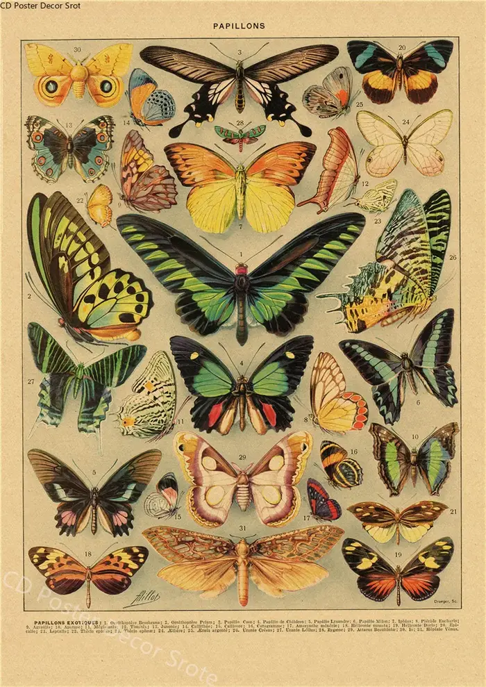 Papillon insecte fleur champignon affiche botanique éducatif papier Kraft bricolage Vintage maison chambre Bar café décor Art mur peinture