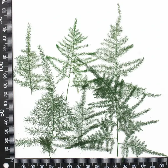 4-5 cm/12 pièces, feuilles pressées d'asperges naturelles