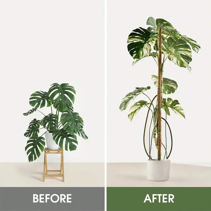 Poteau en mousse pour plantes