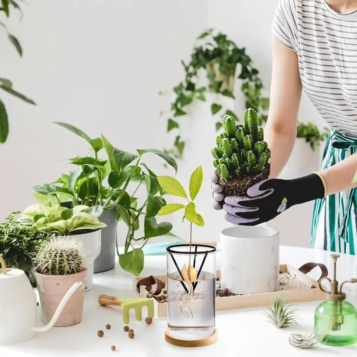 1 ensemble de Kits de culture d'arbre d'avocat