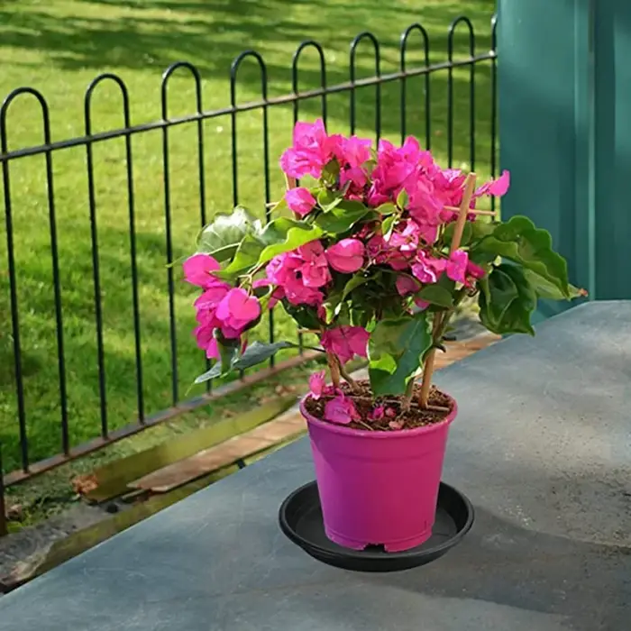 Plateaux pour plantes en plastique