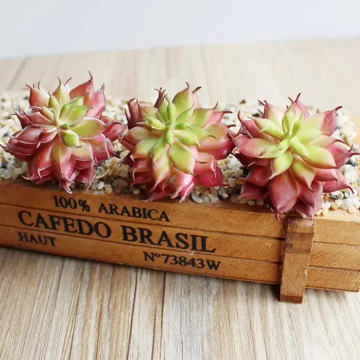 Mini plantes succulentes artificielles Lotus