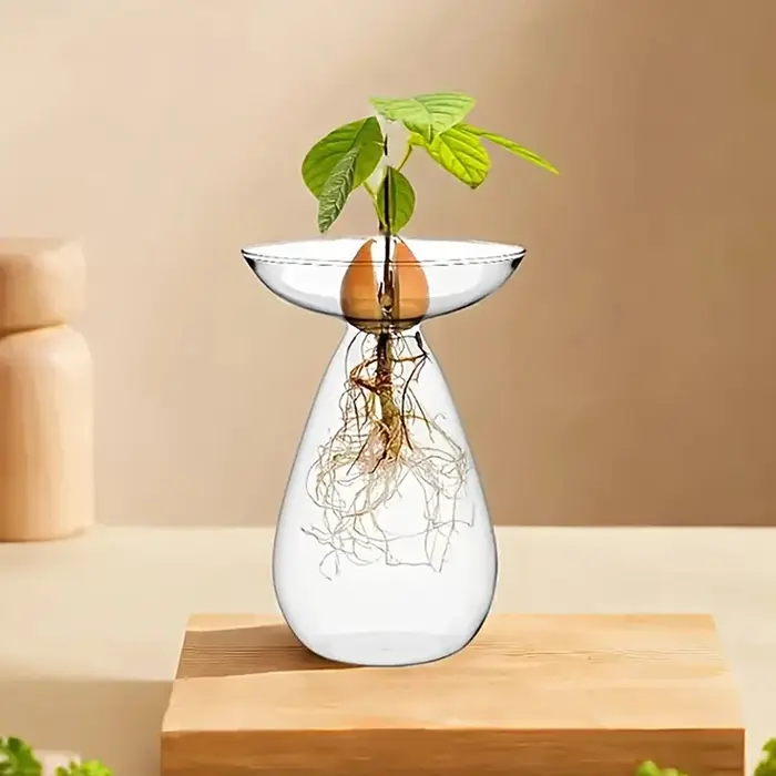 Vase hydroponique transparent coloré pour avocat