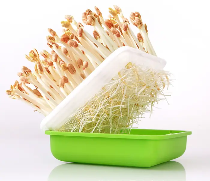 Boîte hydroponique pour germer des cacahuètes