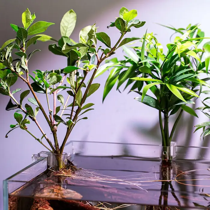 Lot de 6 supports pour plantes d'aquarium