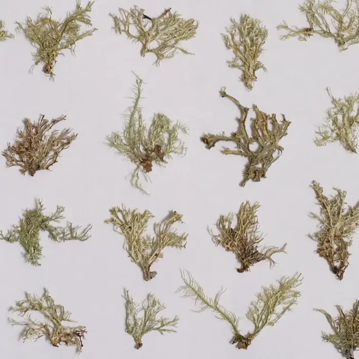 12 pièces, Plantes aquatiques séchées