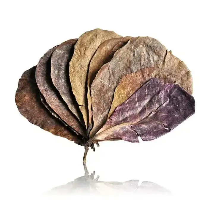 Feuilles naturelles de Terminalia Catappa Foetida (Feuille d'amande d'île) pour le traitement de nettoyage des poissons en aquarium
