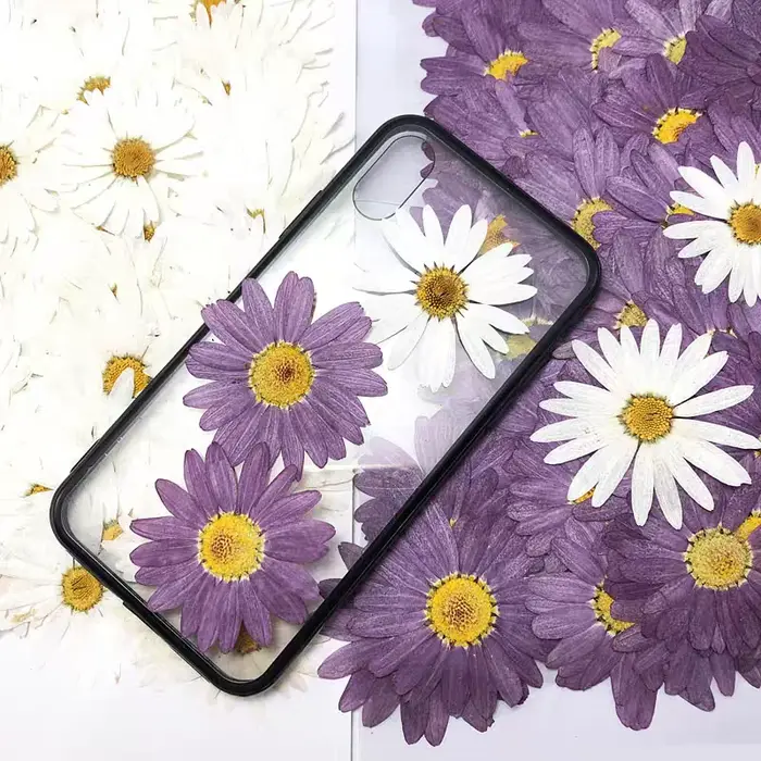 100 pièces de fleurs séchées pressées de Péricallis Hybrida blanches, pour herbarium, fabrication de bijoux en résine époxy, maquillage visage, nail art et artisanat