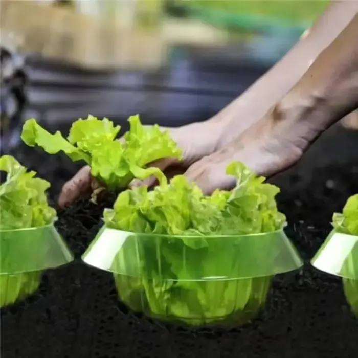5-30 pièces Anneaux de protection contre les limaces pour plantes
