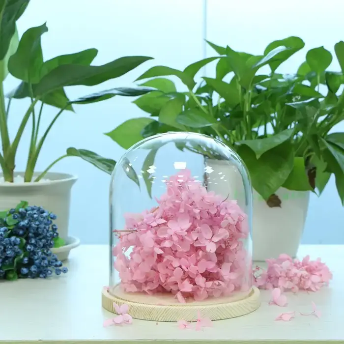 Pot en verre dôme avec Base en bois