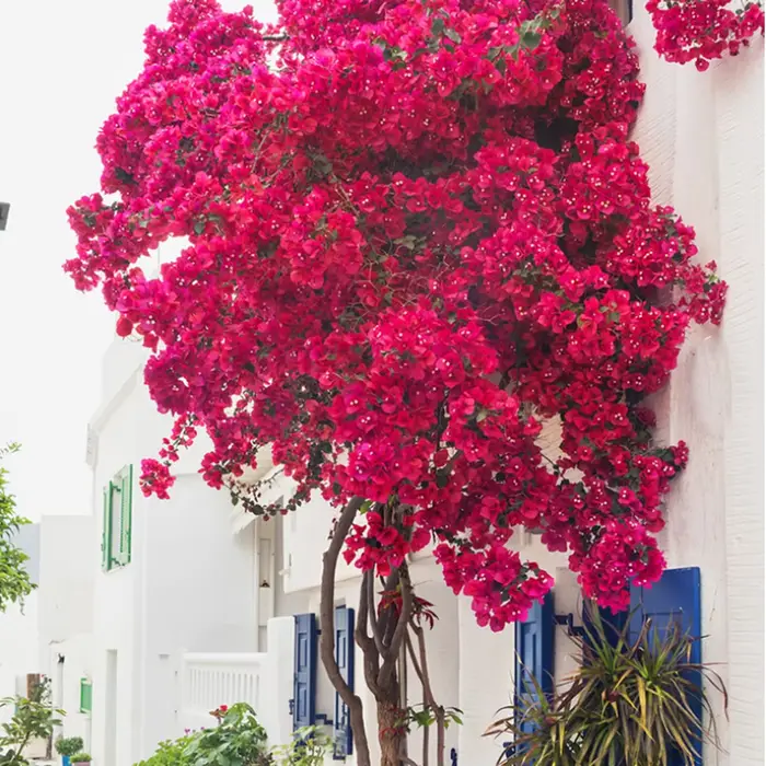 Décor d'arbre de fleur de bougainville artificielle avec 30 Branches + 4 vigne
