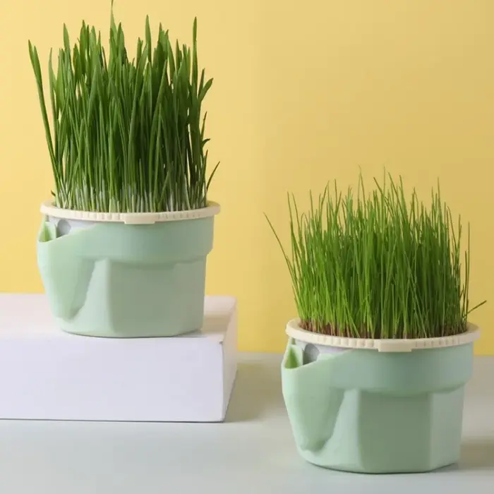 Tasse d'herbe pour chat