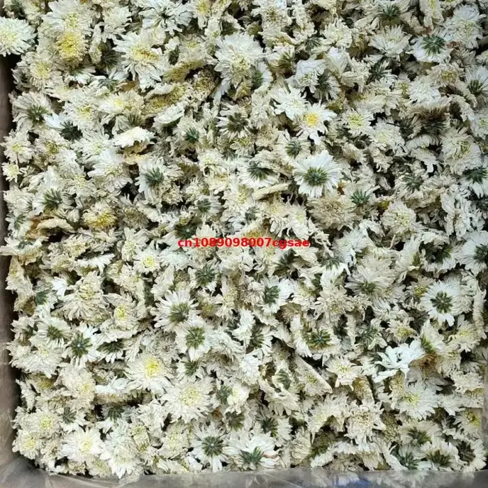 Fleurs séchées de chrysanthème blanc de haute qualité