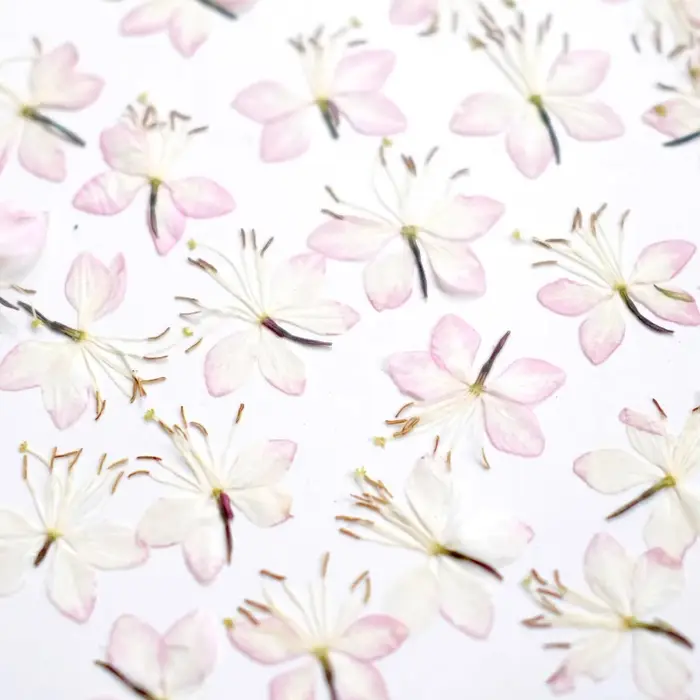 Kit d'échantillons de fleurs pressées séchées