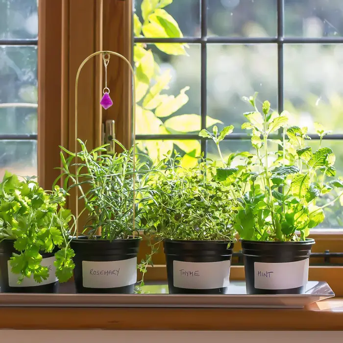 Support en pot pour plantes grimpantes