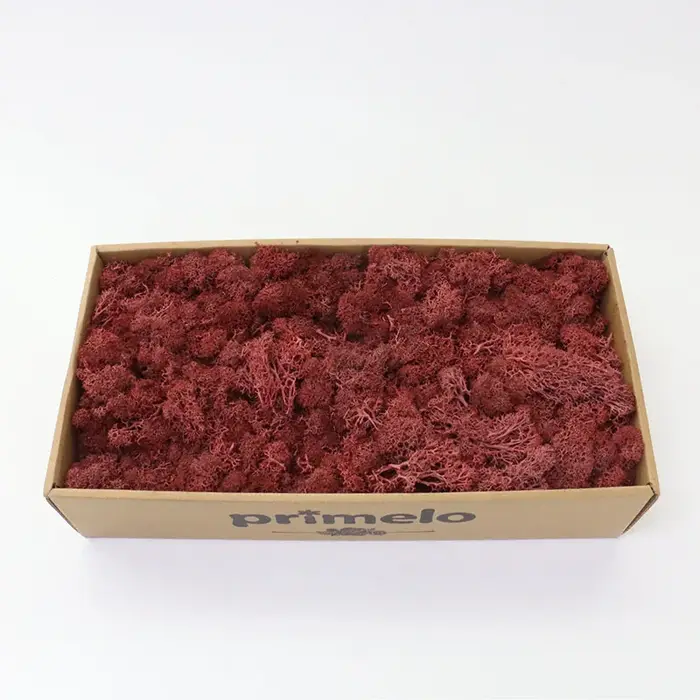 Nouveau 1000g plantes artificielles vie éternelle mousse/jardin décor à la maison mur bricolage fleu