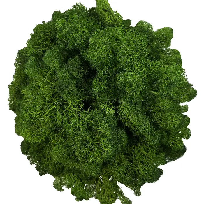 Mousse artificielle pour plantes en pot, fausse renne verte naturelle, pour artisanat, décoration mu