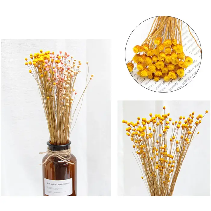 250 pièces vraie fleur sèche fleurs séchées naturelles photographie décorative décor à la maison Photo toile de fond