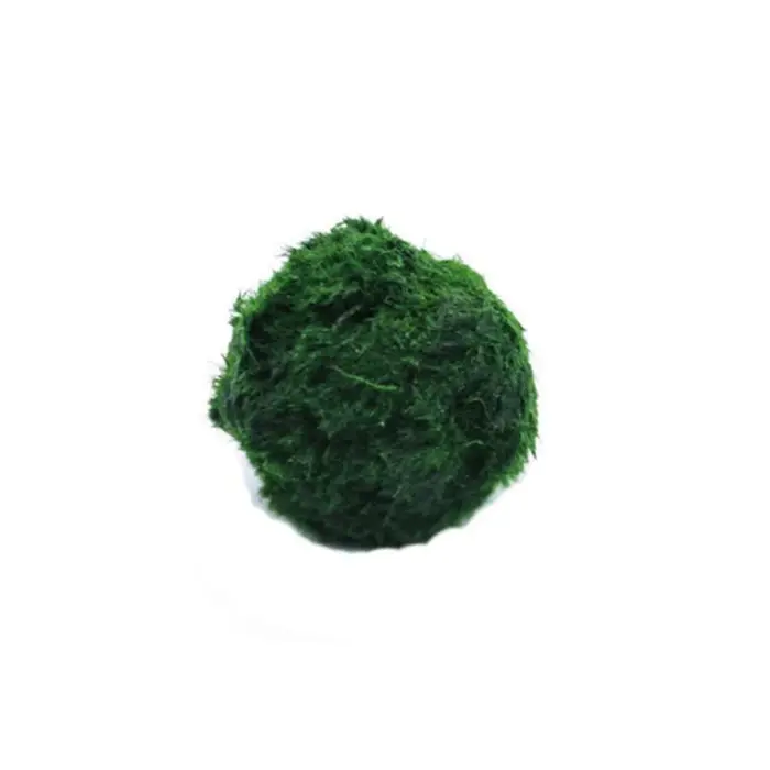 NOUVEAUTÉ! Boules de mousse Marimo de 3-4 cm