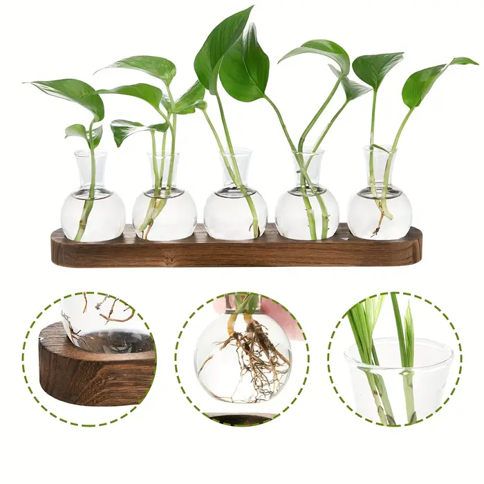 Terrarium en verre pour plantes avec plateau en bois – Pour vase hydroponique d'épandation intérieure