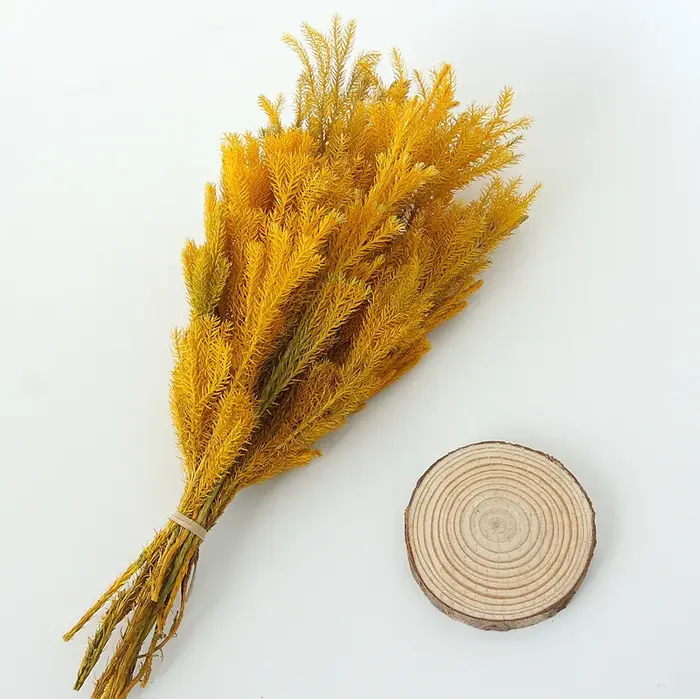 Lycopodium séché éternel aide les fleurs