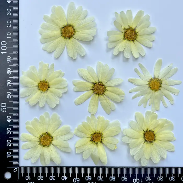 8 pièces, fleurs pressées séchées de marguerite | Marque-page de décoration de visage