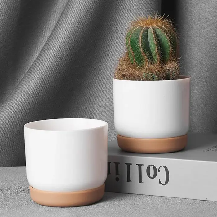 Petit pot de plantes vertes succulentes, double couche, aneth