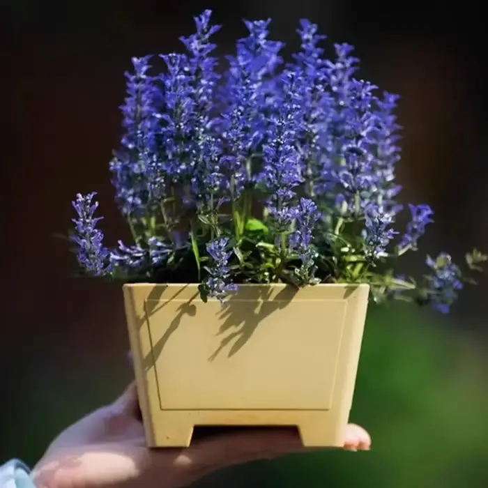 Pot de fleur en argile violette