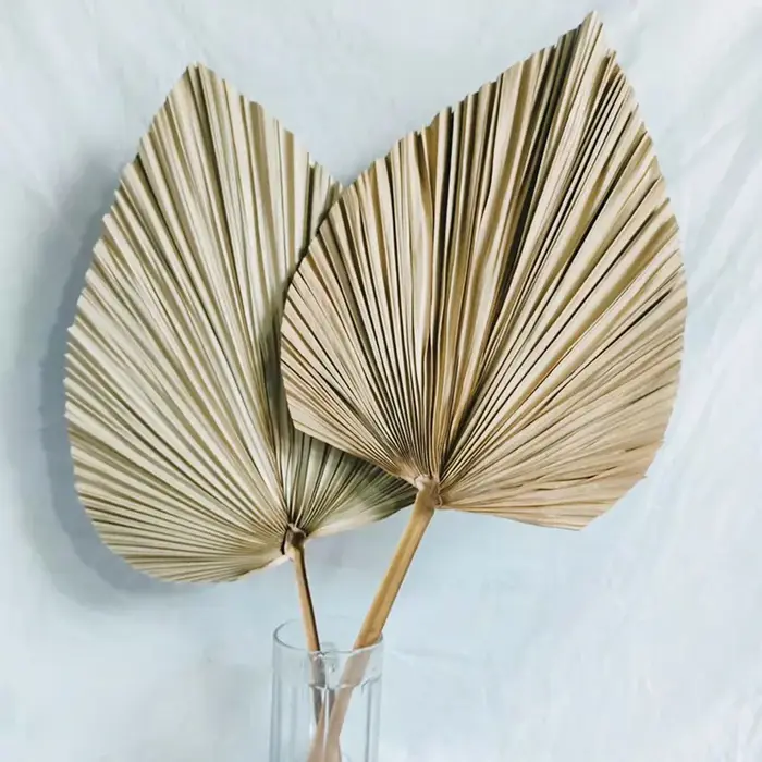 Fleurs séchées en éventail de feuilles de chat de style nordique