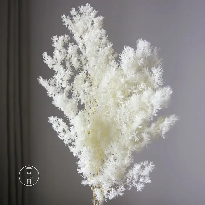 2 pièces de fleurs décoratives naturelles Myriocladus Penglai Song