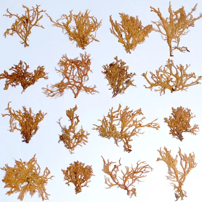 12 pièces, Plantes aquatiques séchées