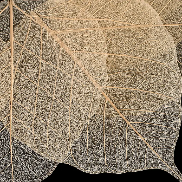 20 pièces squelette naturel Ficus Religiosa feuilles séchées Vajra feuille veine artisanat bricolage à la main Scrapbook embellissement spécimens de plantes