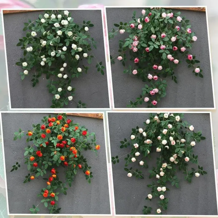 Plantes feuilles de Lierre vertes