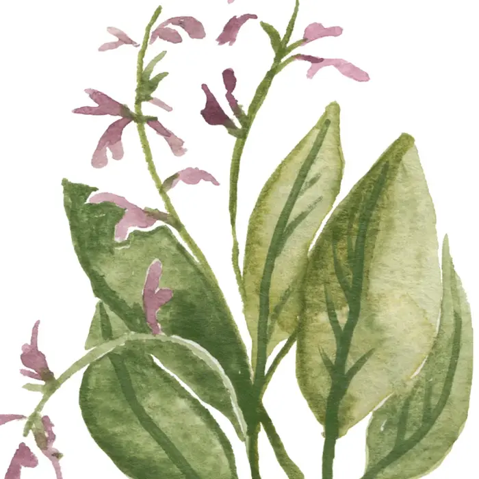 Affiches murales sur toile de Collection d'herbes