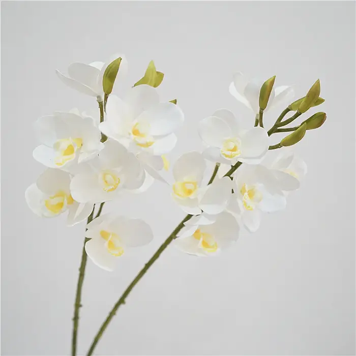 Cymbidium en Latex au Toucher Réel