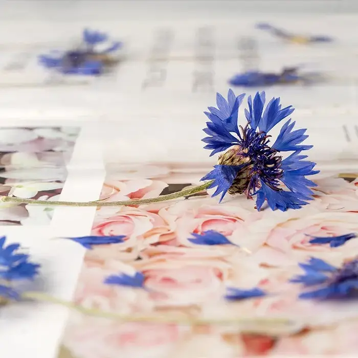 12 pièces, branches de bleuet séchées