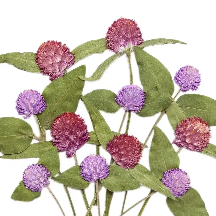 Fleurs Gomphrena séchées pressées naturelles