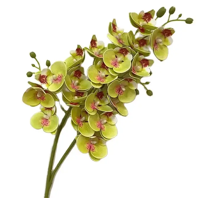 Fleurs d'orchidées papillon en Latex