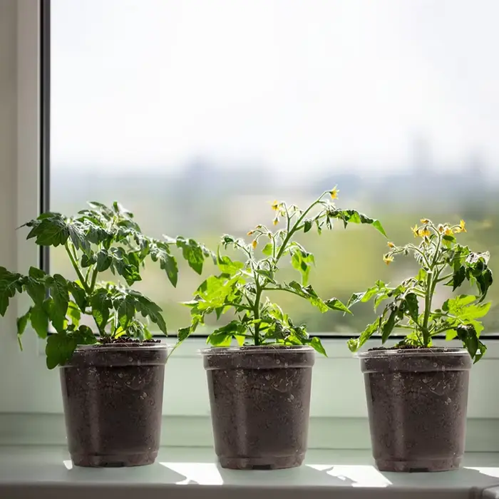 Pots transparents pour pépinière de plantes en PET avec couvercles