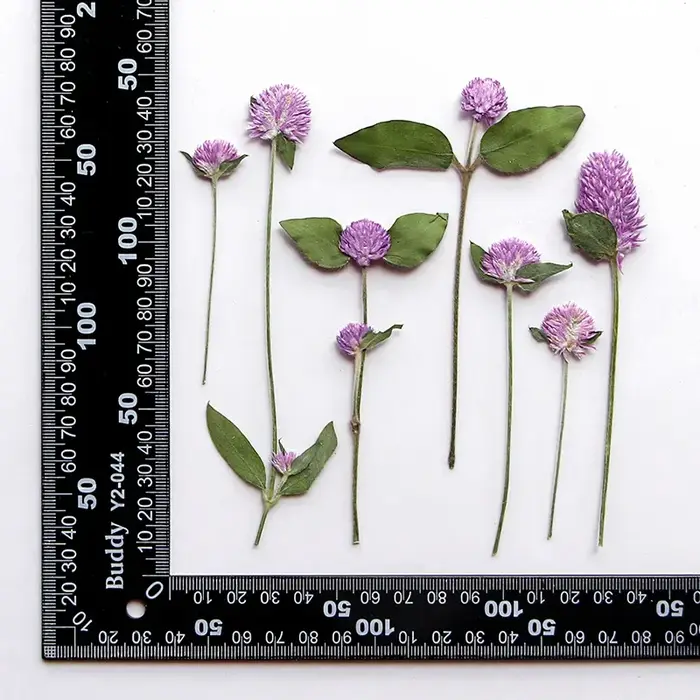 Fleurs Gomphrena séchées pressées naturelles, 7.5-13.5CM/24 et 12 pièces, Globe à pression sèche, fl