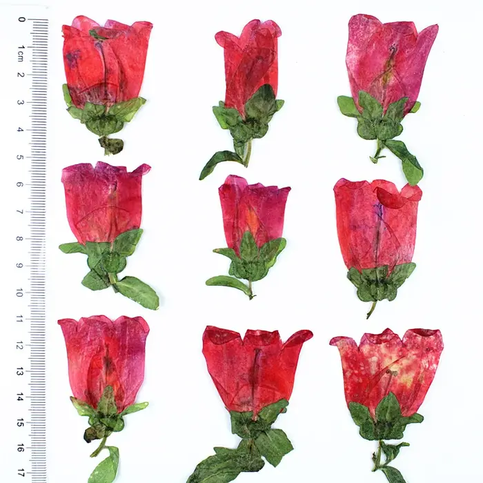 12 pièces, Kit d'artisanat de fleurs pressées séchées Campanula, marque-page de bricolage de plantes